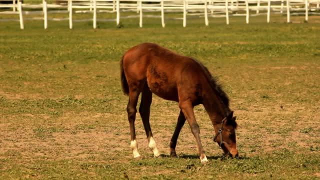 BLACK HORSE