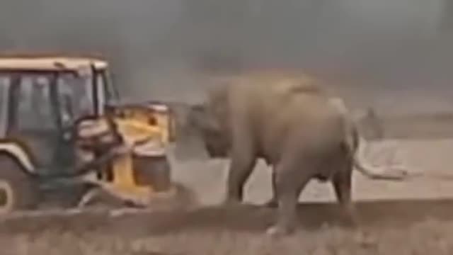 Unbelieveable power ofthe elephant vs jcb