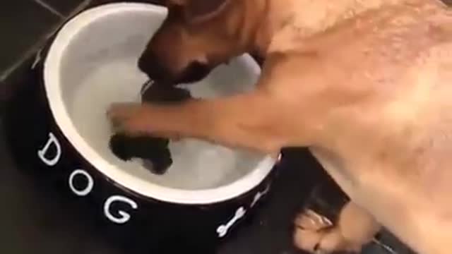Dog's favorite food. Funny dog