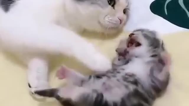 Mummy cat hugs baby kitten having a Nightmare