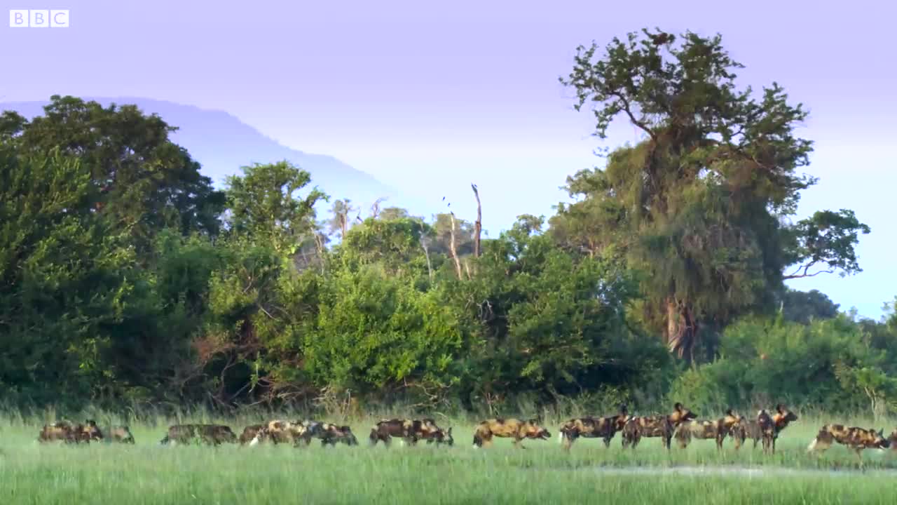 Painted Wolves Ambush Rival Pack | 4K UHD | Dynasties | BBC Earth