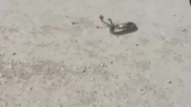 Texas Rattlesnake