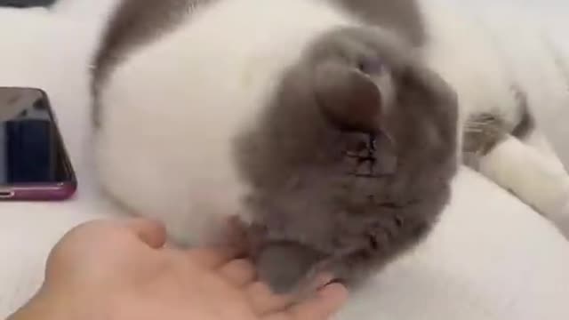 Playing with cat