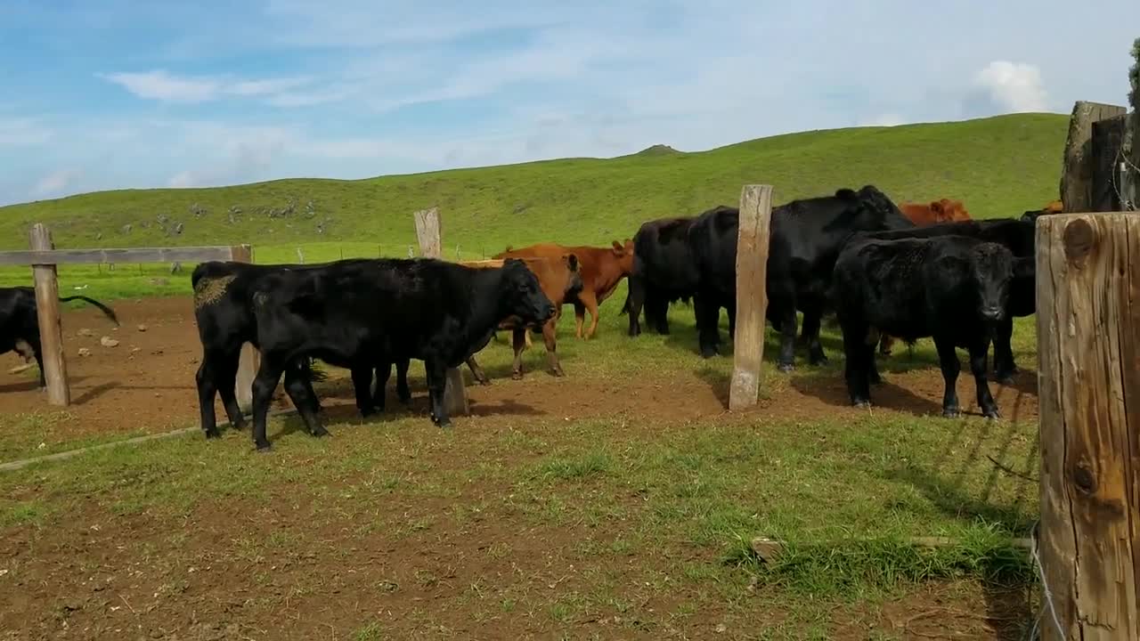 Cattle Making Trouble They Have Nothing Better to Do