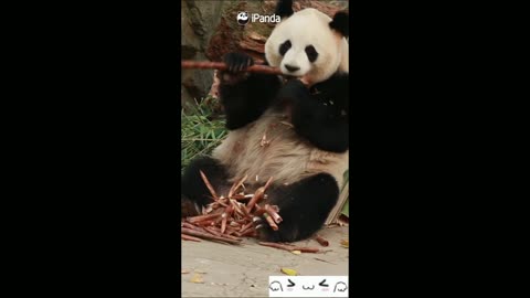 panda