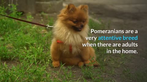 Pomeranian Pros And Cons - The Good AND The Bad!!