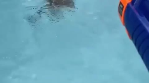 Pitbull playing with ball in swimming pool with his master