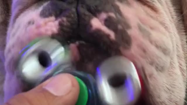 Titon, el Bulldog, conoce al fidget spinner