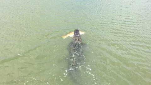 Alligator Snatches Little Boy’s Prize Fish Straight Off His Line