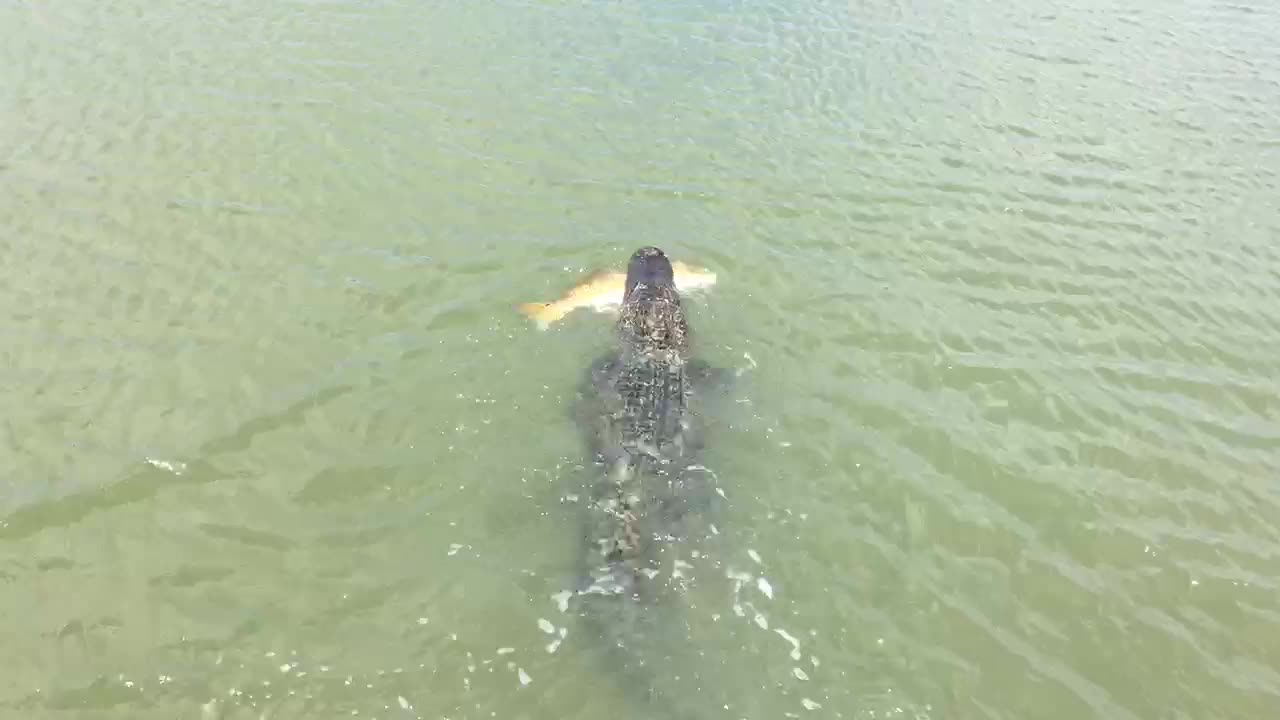 Alligator Snatches Little Boy’s Prize Fish Straight Off His Line