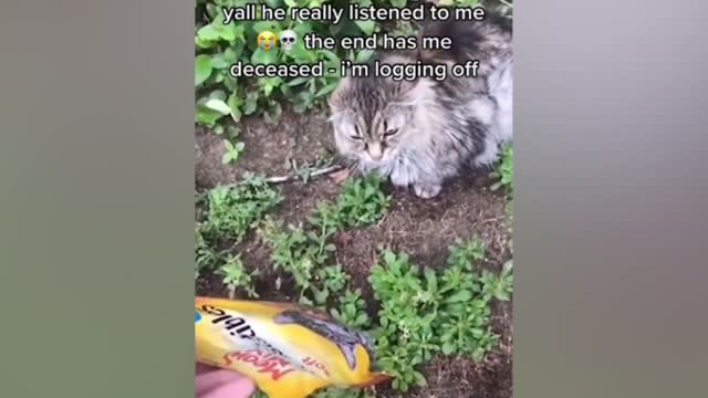 Angry pets compilation videos