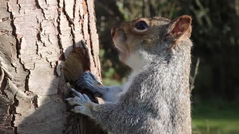 Cute squirrel