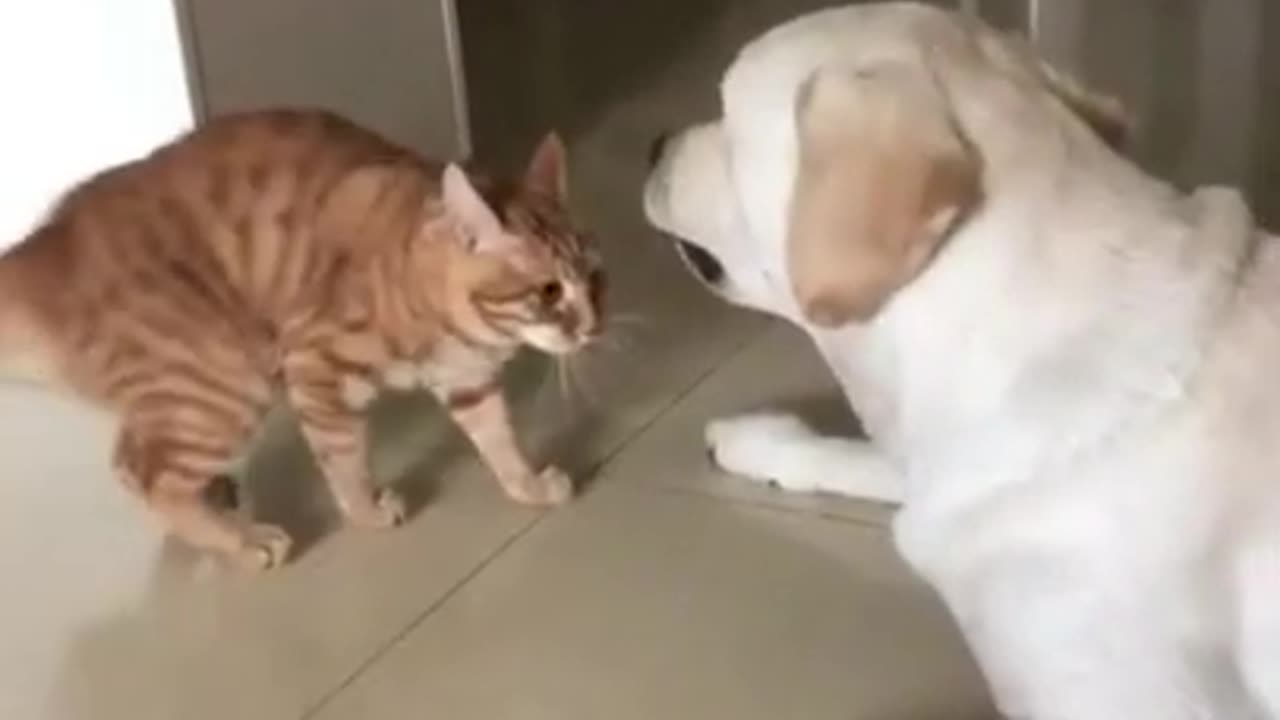 Dog & Cat Funny Video