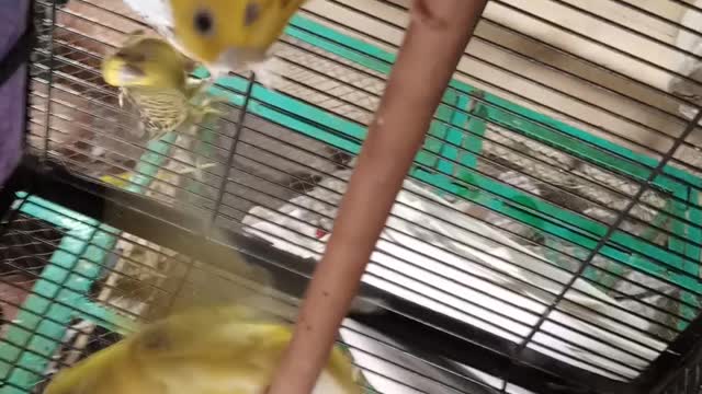 Fancy parrots 2021 cute birds