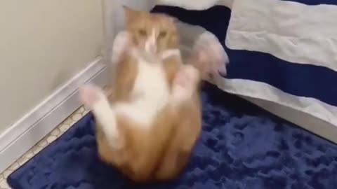 Cat playing