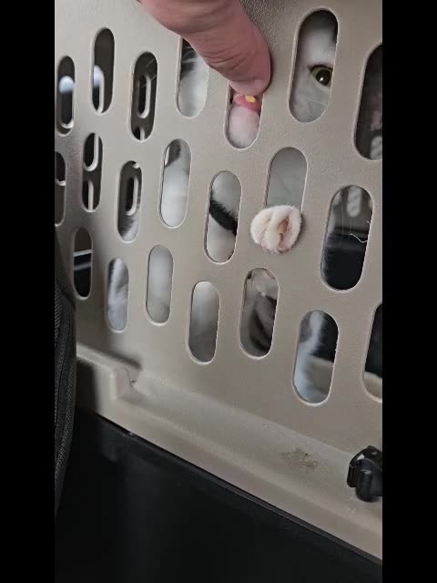 Mr. Rocky Gets a Little Bite of Taco Bell Cheese on Road Trip