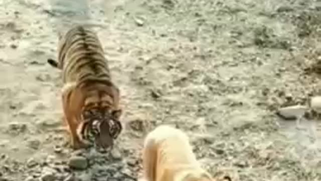 Cat funny video cat's meow meow meow 😺😺😺 tiger