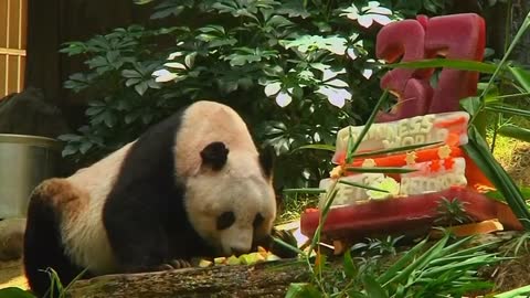 World's oldest panda