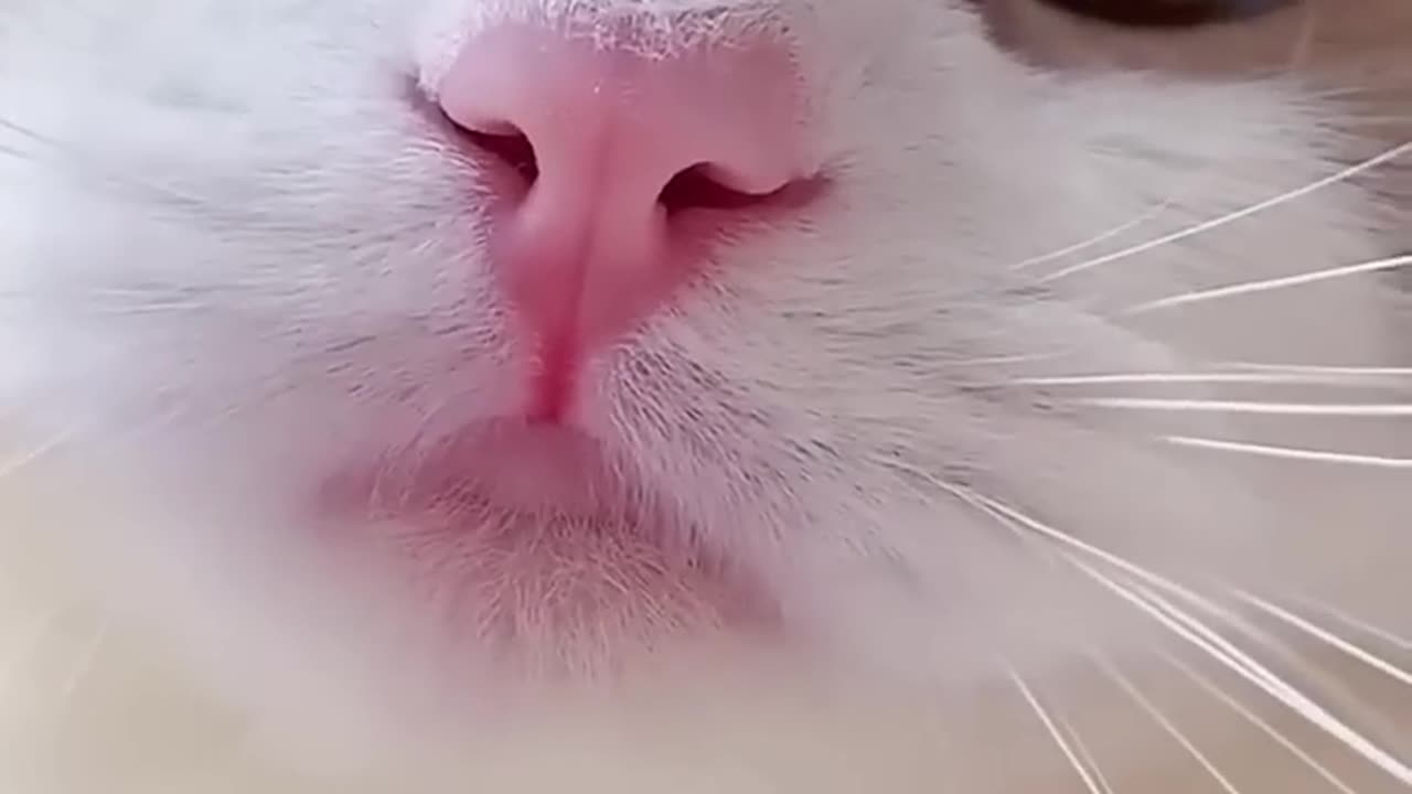 Funny cats beautiful voice cat voice beautiful voice cat beautiful cat