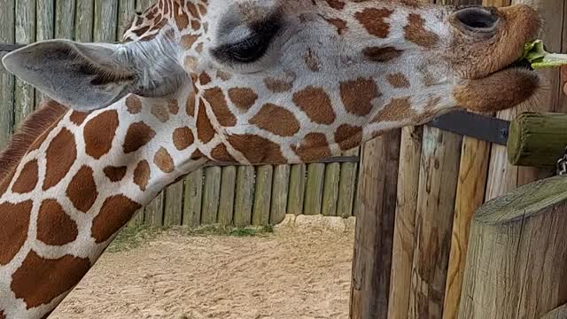 Feeding Giraffe