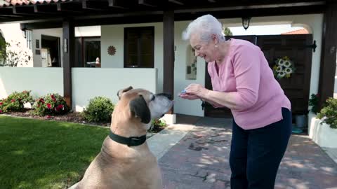Doggy love grandma