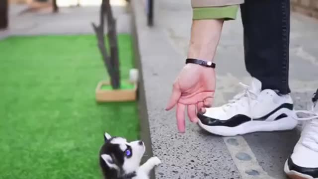 Micro Husky Puppy will melt your heart