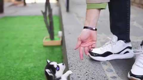 Micro Husky Puppy will melt your heart