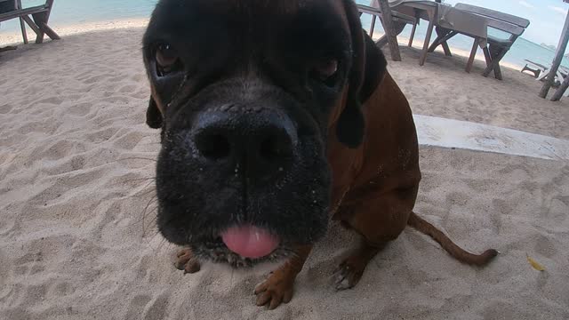 eating dog