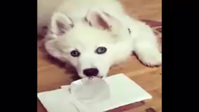 funny husky,husky puppies,husky compilation,