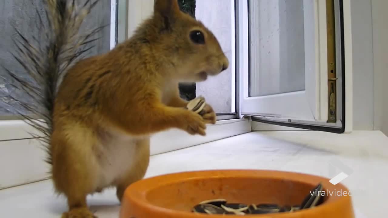 Squirrel chases buddy away from snacks