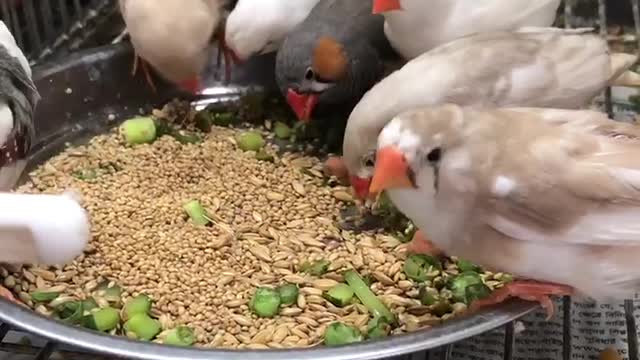 Cute Finch Birds Eating Breakfast at Morning