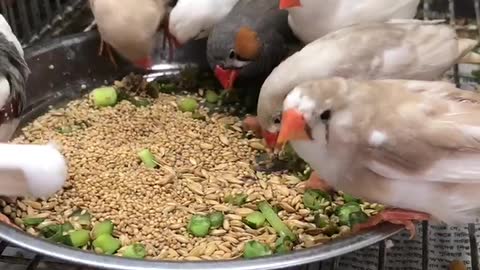 Cute Finch Birds Eating Breakfast at Morning