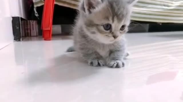 Cute and funny cats videos beautiful animals bl