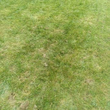 Aeration And Seeding Fecue Lawn In Septemper
