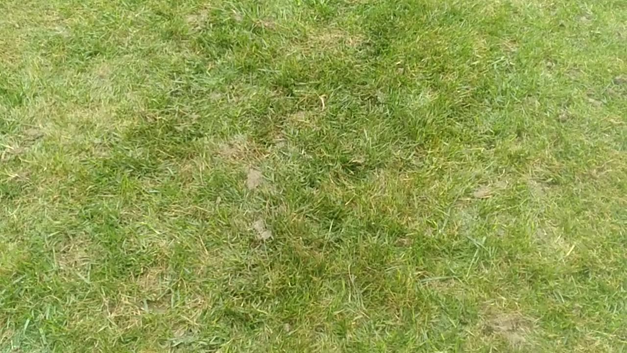 Aeration And Seeding Fecue Lawn In Septemper