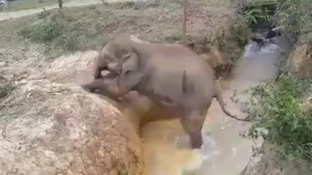 The mom elephant help her son climb up the highly dithch bank