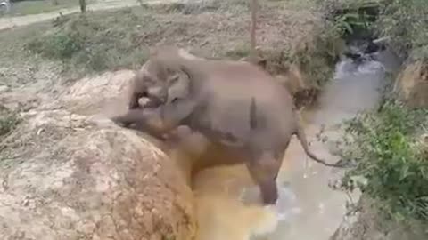 The mom elephant help her son climb up the highly dithch bank