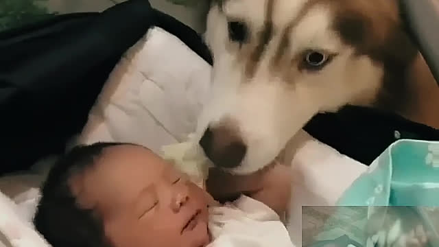 The dog takes the little master to sleep