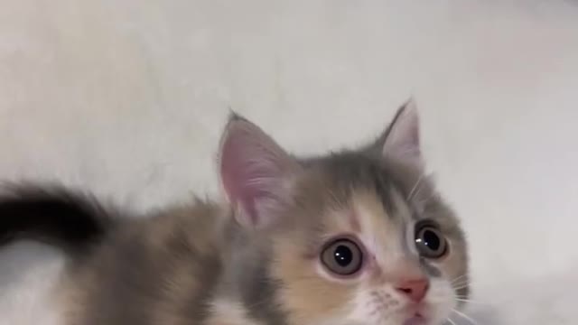 Cute cat video Funny cat video