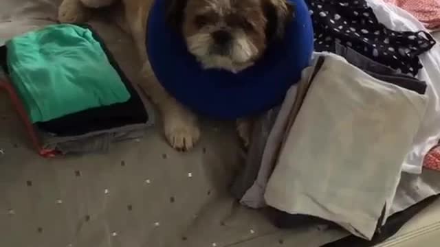 Dog with cone on head throws off laundry