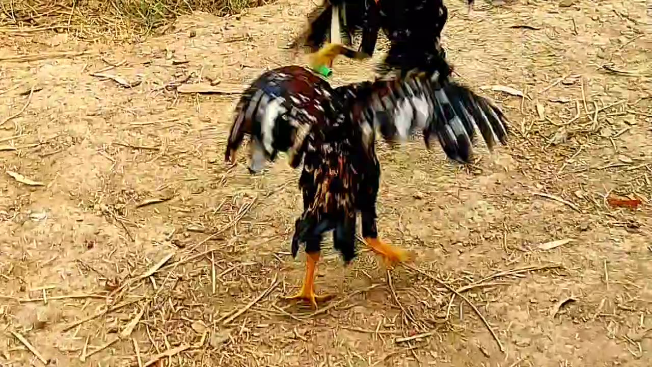 Village life bird lovers