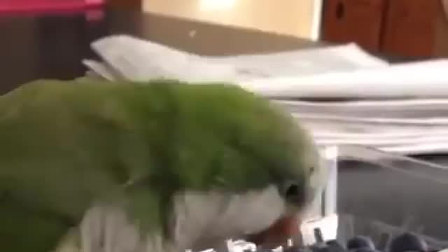 Parrot decided to have Breakfast