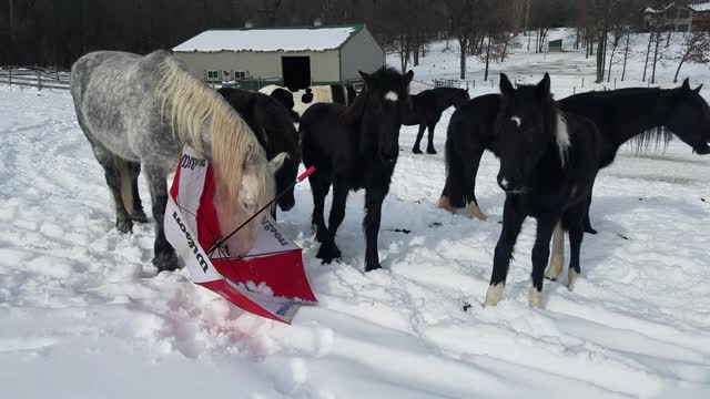 Brave horse shows foals they don't need to fear umbrellas