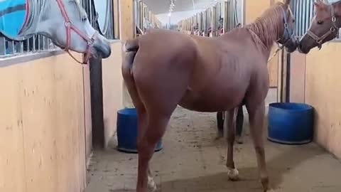 a horse that has no tail