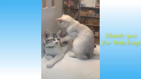 Adorable Cats and Dogs Video Compilations 2021