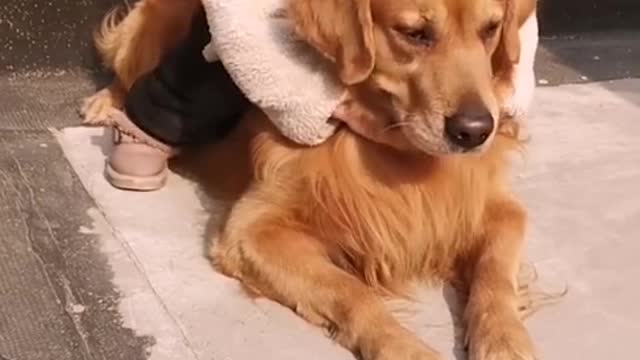 Cute Baby Playing With Dog And Cat