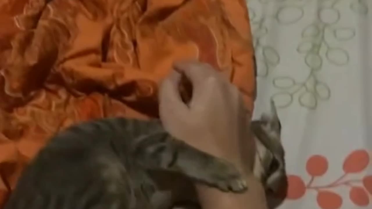 Crazy Cat
