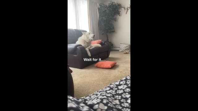 Wolf Dog Wakes Up The House