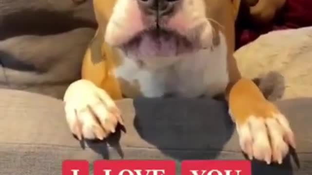 Funny and Cute DOG Videos Compilation,#shorts