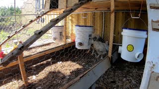 building homemade Chicken Feeders